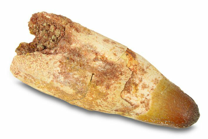Rooted Crocodylomorph Tooth - Morocco #292228